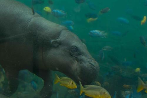 Hippopotame pygmée
