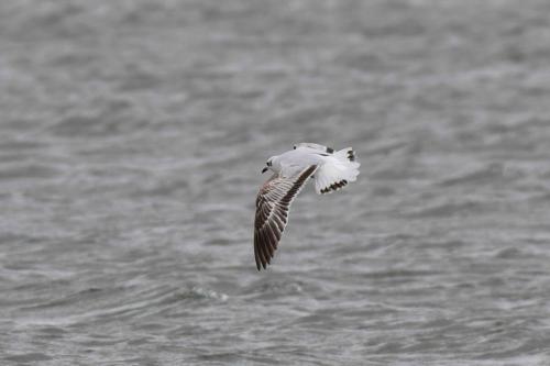 Mouette mélanocéphale