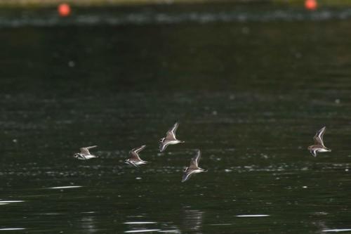 Grands gravelots et bécasseau variable