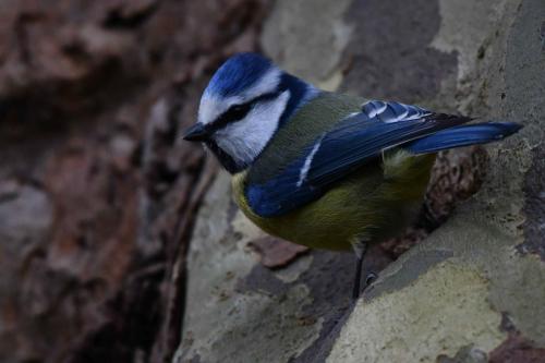Mésange bleue