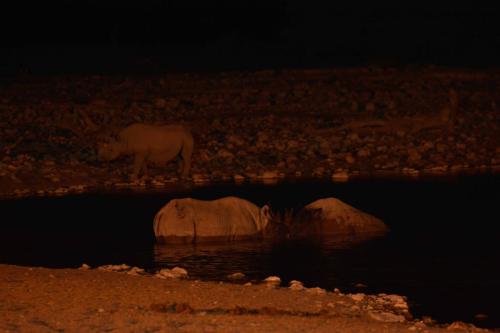 Rhinocéros blancs