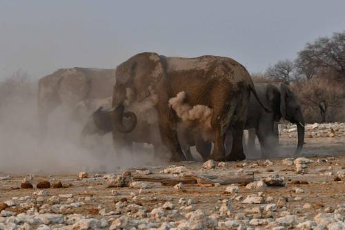 Eléphants de savane