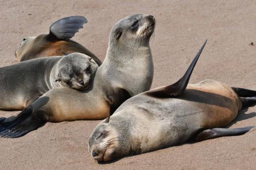 Otaries à fourrure d'Afrique du Sud