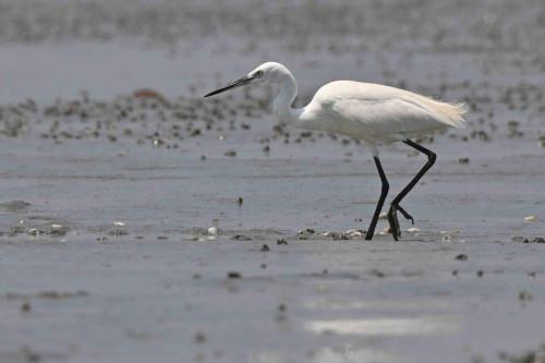 Aigrette garzette