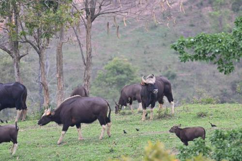 Gaurs