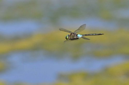 Anax napolitain