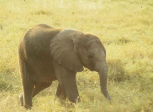 Kenya - Réserve d'Amboselli - Elephant