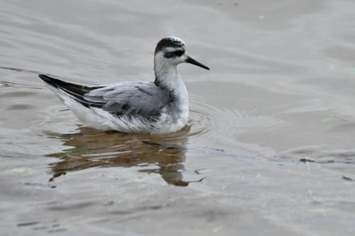 Phalarope à bec large
