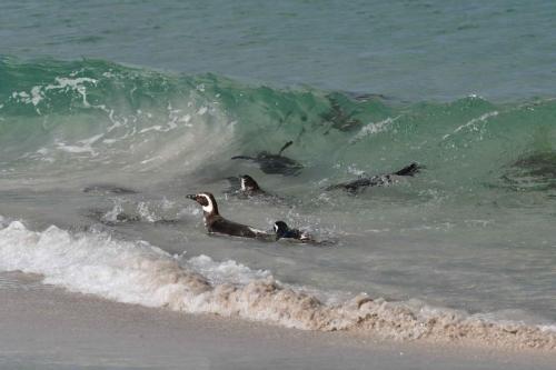 Manchots de Magellan