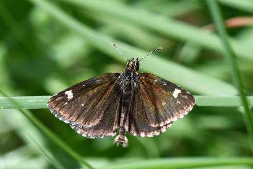 Miroir (Heteropterus morpheus)