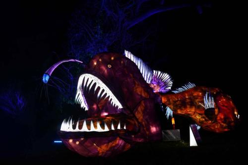 Baudroie abyssale et poisson-ogre