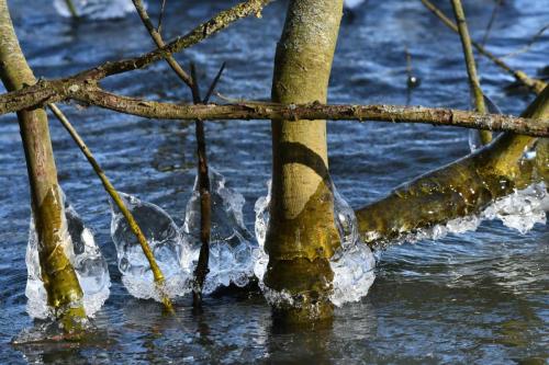 Glace étang de Saint-Quentin en Yvelines 13 février 2021