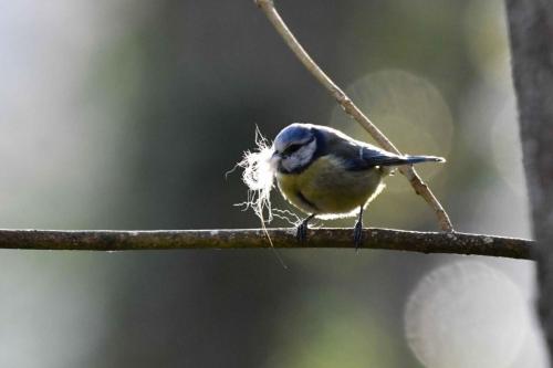 Mésange bleue