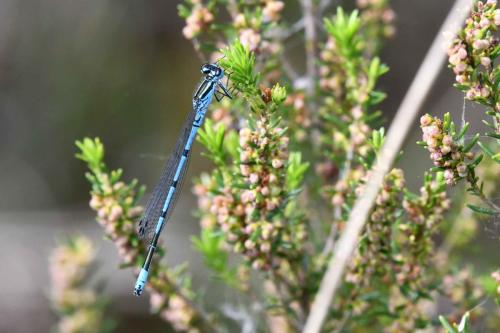 Agrion jouvencelle (Coenagrion puella)