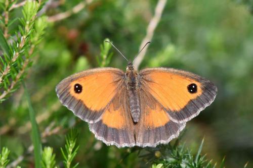 Amaryllis (Pyronia tithonus) femelle