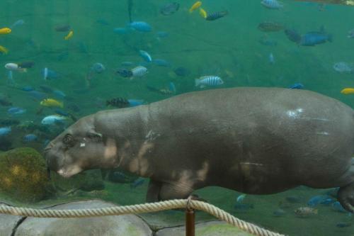 Hippopotame pygmée