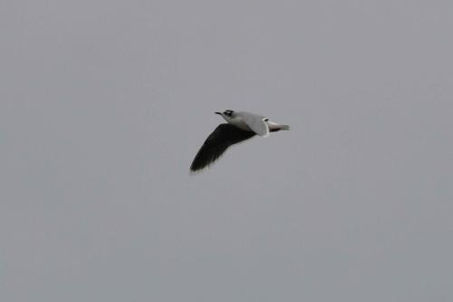 Mouette pygmée