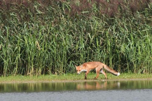 Renard roux