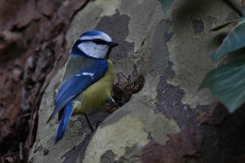 Mésange bleue