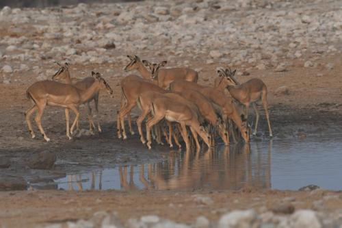 Impalas à face noire