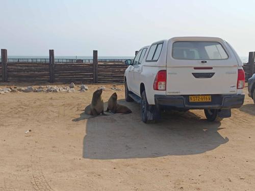 Otaries à fourrure d'Afrique du Sud