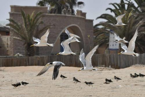 Sternes huppées, sternes pierregarins, tournepierres à collier