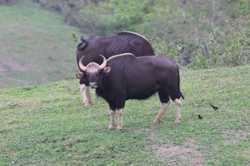 Gaurs