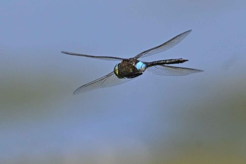Anax napolitain