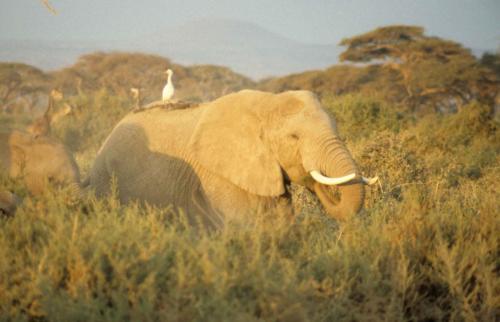 Kenya - Réserve d'Amboselli - Elephants