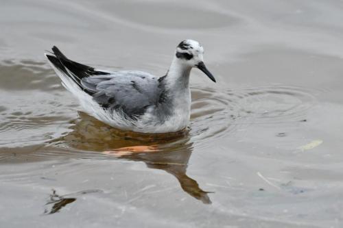 Phalarope à bec large