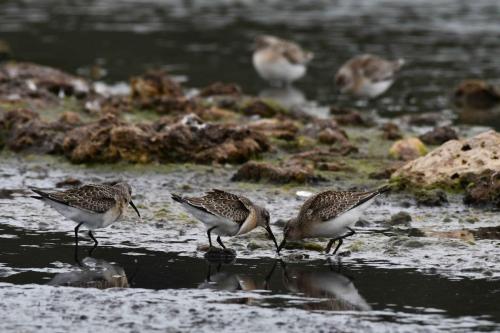 Bécasseaux cocorlis