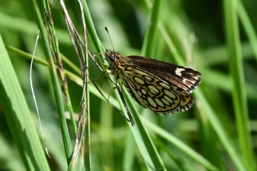 Miroir (Heteropterus morpheus)