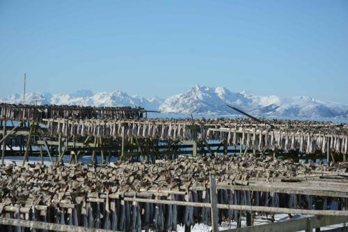 Séchoirs à morue à Henningsvaer