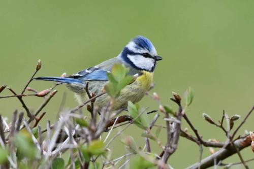Mésange bleue