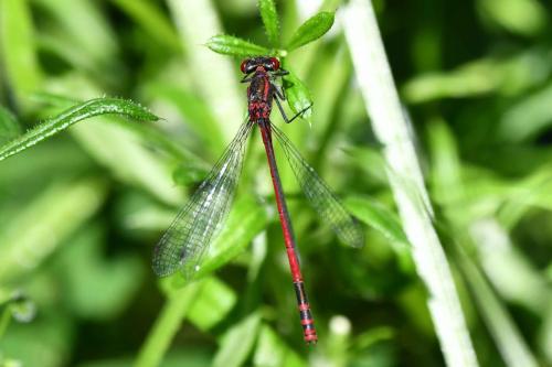 Nymphe au corps de feu (mâle) (Pyrrhosoma nymphula)