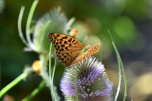 Tabac d'Espagne (Argynnis paphia)