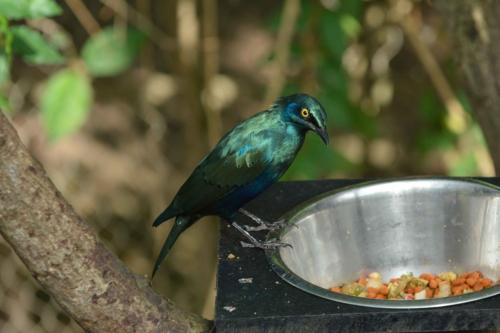 Choucador à oreillons bleus
