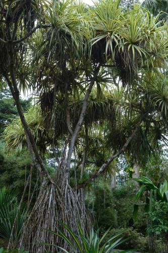 Pandanus