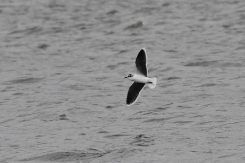 Mouette pygmée