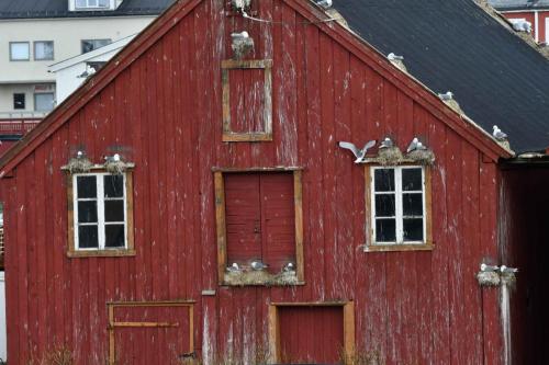 Vardo, mouettes tridactyles