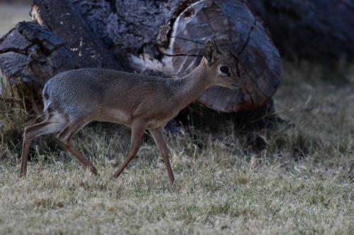 Dikdik Damara