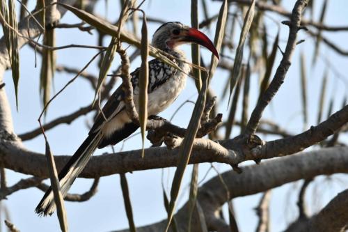 Calao d'Afrique du Sud