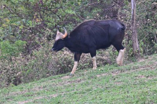 Gaurs