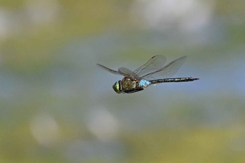 Anax napolitain