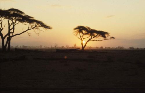 Kenya - Réserve d'Amboselli