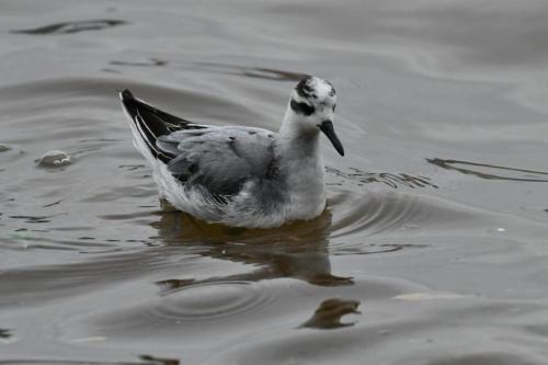 Phalarope à bec large