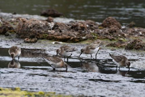 Bécasseaux cocorlis