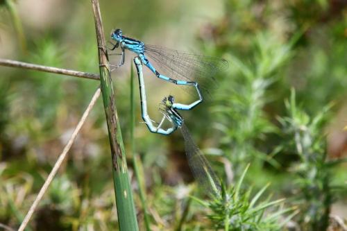 Agrion de Mercure (Coenagrion mercuriale)