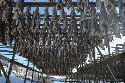 Séchoirs à morue à Henningsvaer