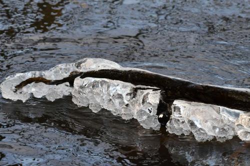Glace étang de Saint-Quentin en Yvelines 13 février 2021